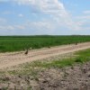 Wsiedlenie Kuropatw w łowisko 10.05.2016 obw 266 i 277